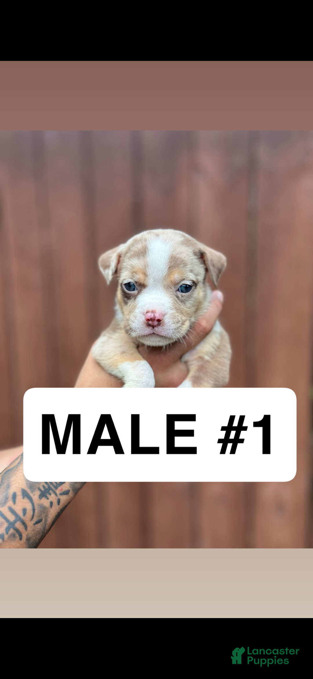 American Bully dogs for sale: American Bully Puppy 1 - Ad 1