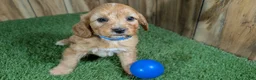 Cavapoo dogs for sale: Jazzy Boy 1 - Ad 2