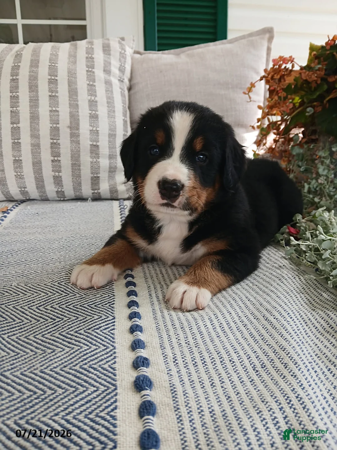 Bernese Mountain Dog dogs for sale: Ashley - Ad 1