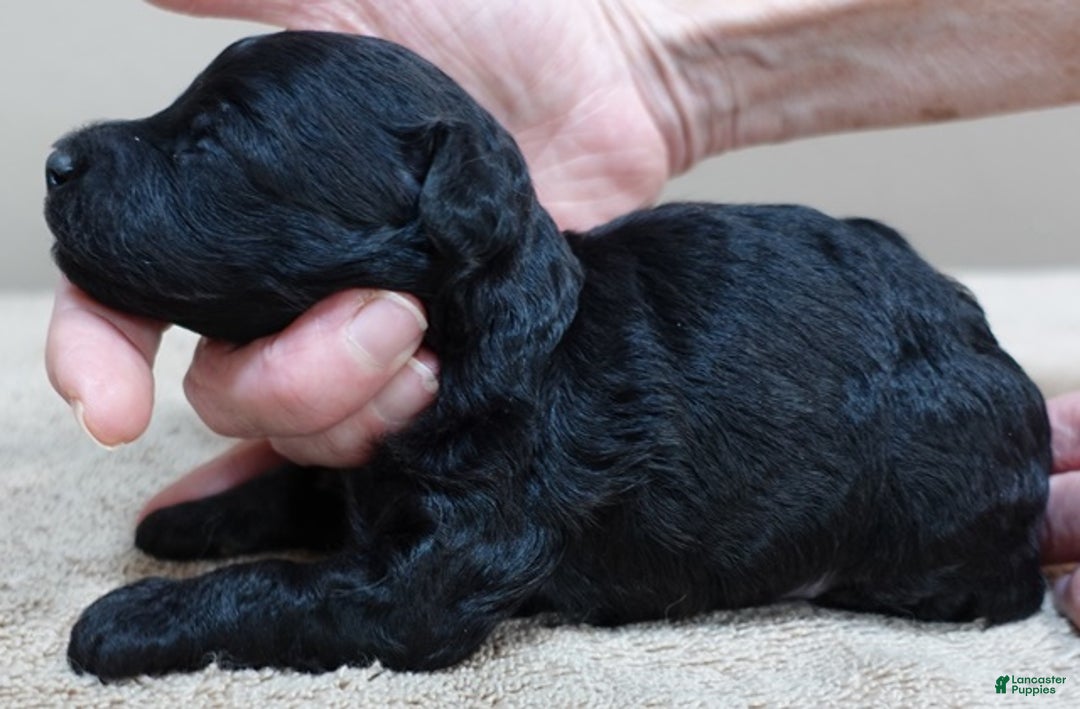 Toy Poodle dogs for sale: Benny - Ad 4