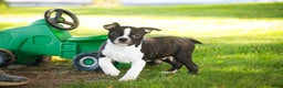 Boston Terrier dogs for sale: Howie - Ad 8