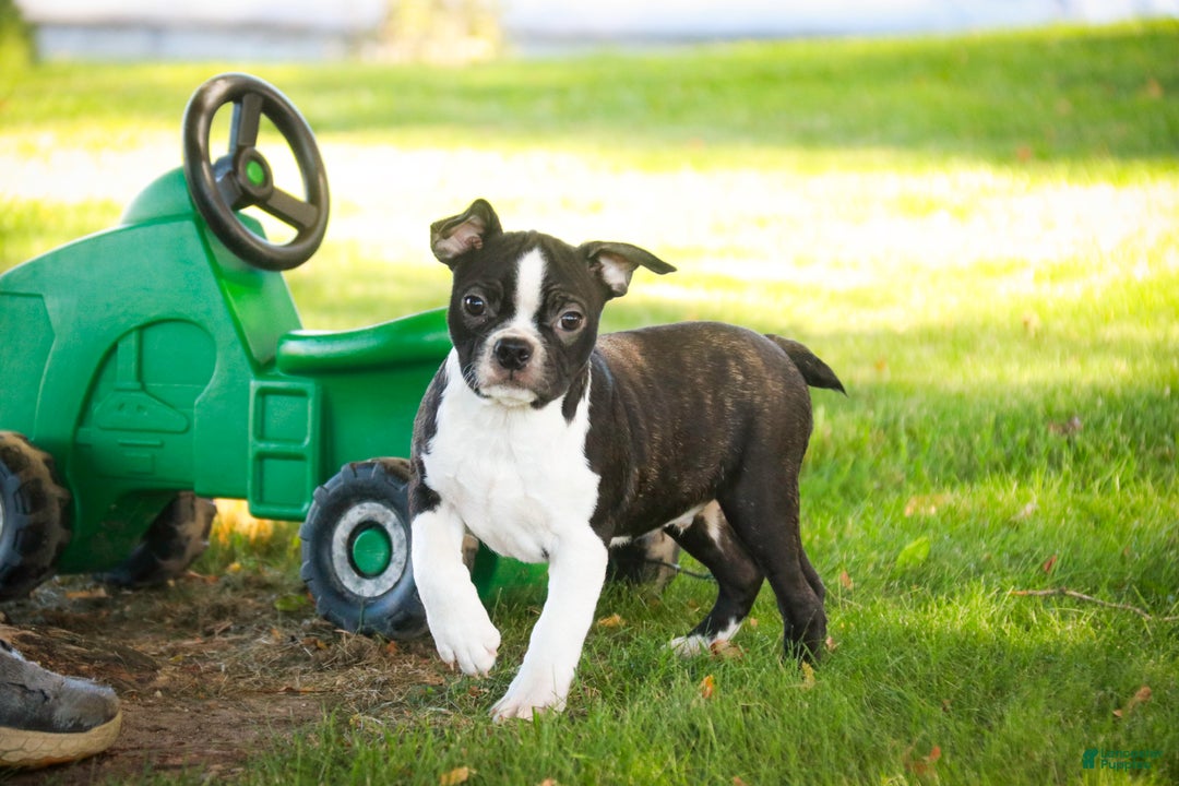 Boston Terrier dogs for sale: Howie - Ad 8