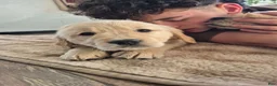 Golden Retriever dogs for sale: Golden Retriever Puppy 6 - Ad 5