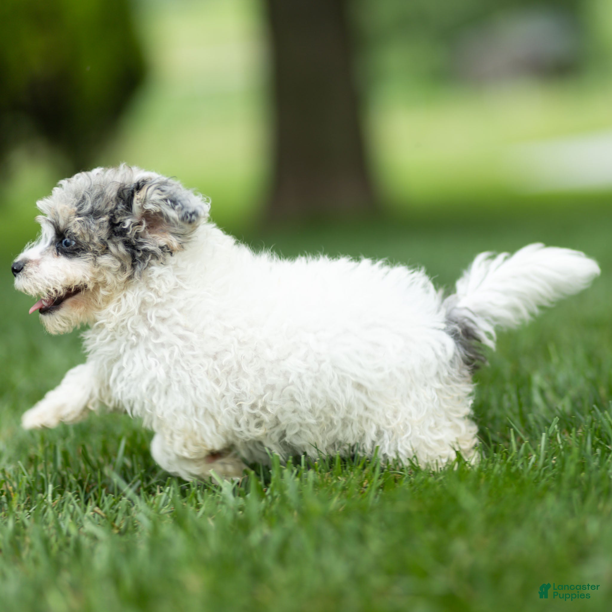 Maltipoo dogs Rex Maltipoo  - Ad 2