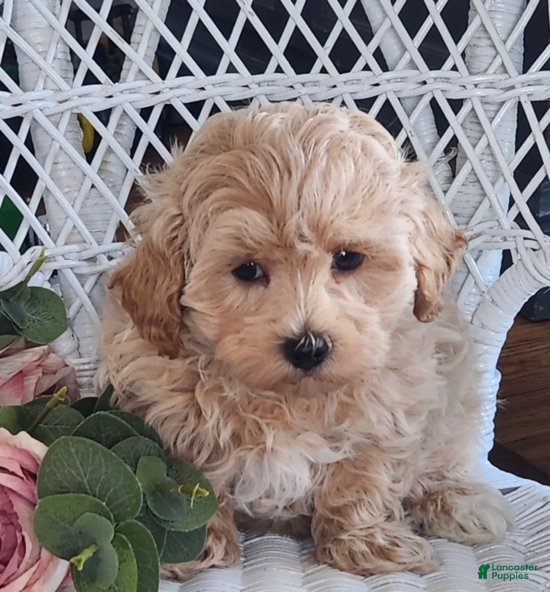 Maltipoo dogs for sale: Harvey - Ad 3