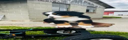 Bernese Mountain Dog dogs for sale: Harrison - Ad 5