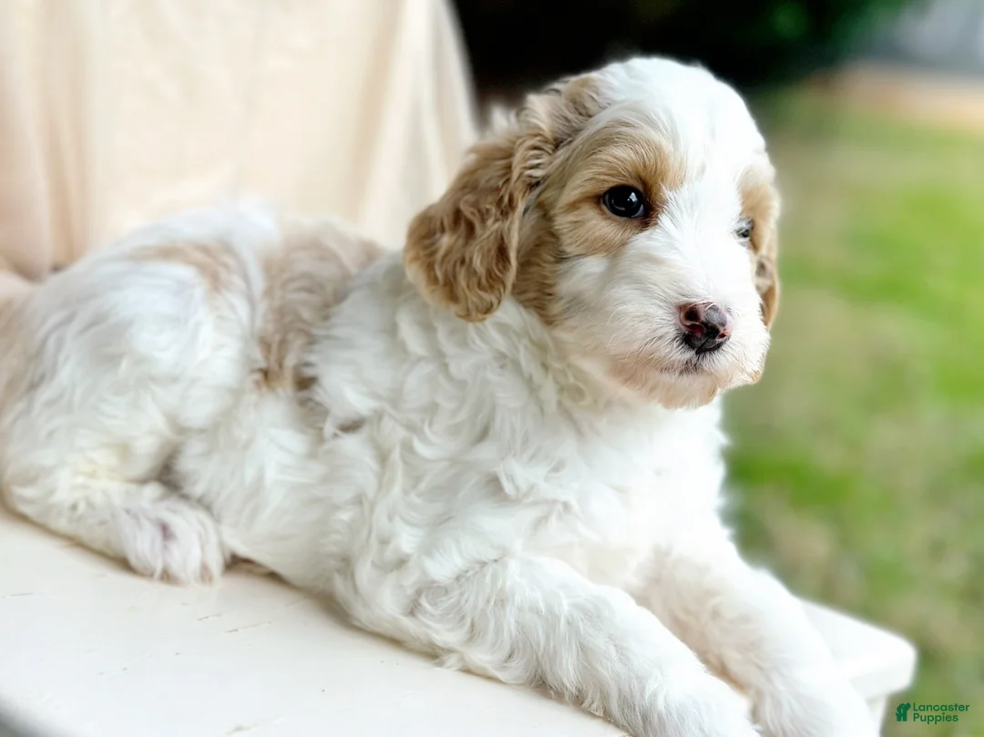 Mini Goldendoodle dogs for sale: Stella-OFA & Genetic Tested Parents-Health Warranty - Ad 2