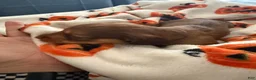 Miniature Dachshund dogs for sale: River - Ad 12