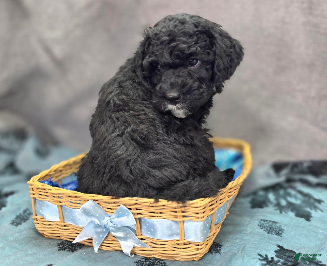 Cockapoo dogs for sale: Crescent - Ad 3