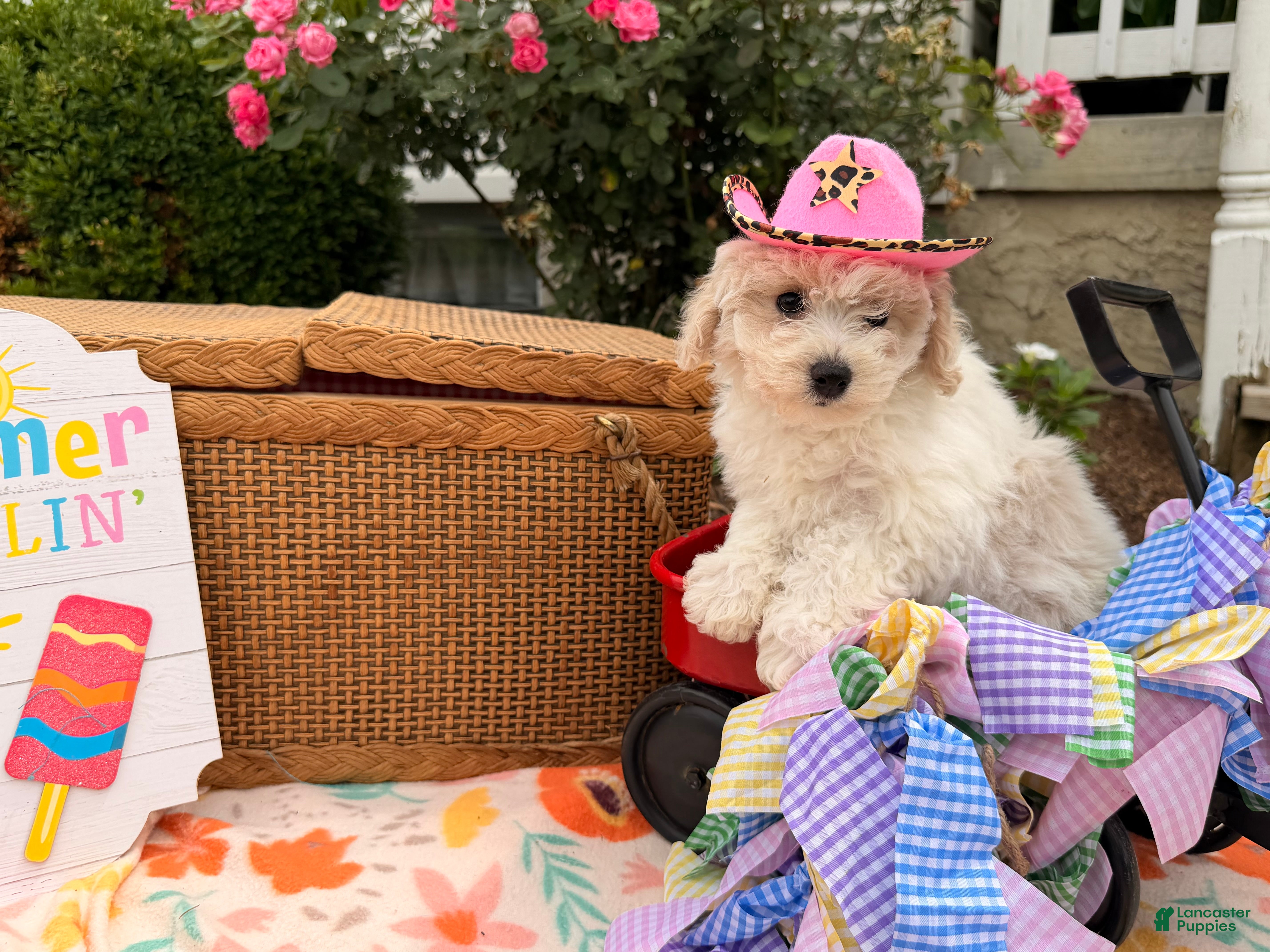 Bichpoo dogs Sarah  - Ad 1