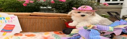 Bichpoo dogs for sale: Sarah  - Ad 1
