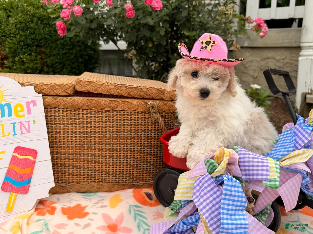Bichpoo dogs for sale: Sarah  - Ad 1