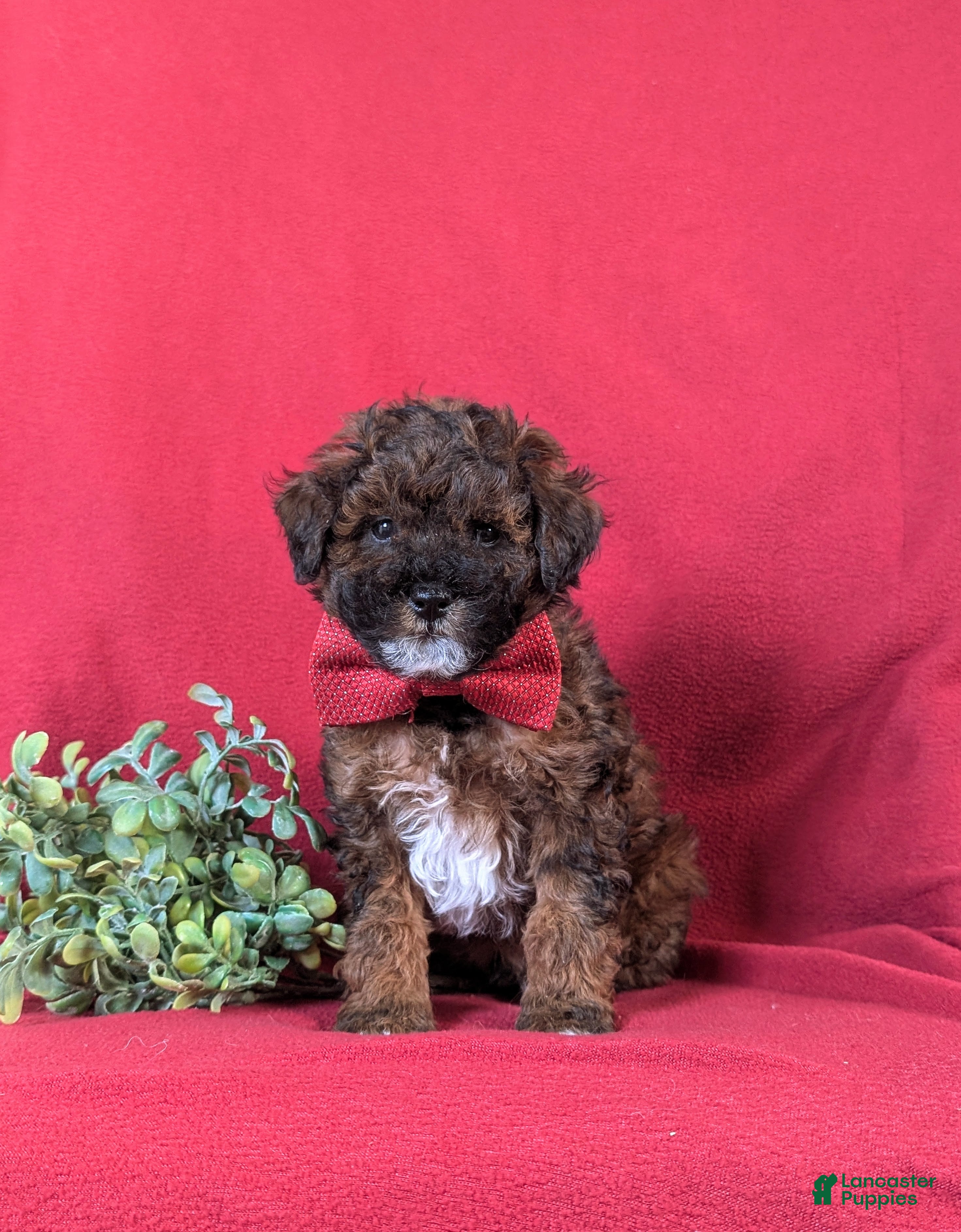 Lhasapoo dogs Huntingdon Hypoallergenic - Ad 2