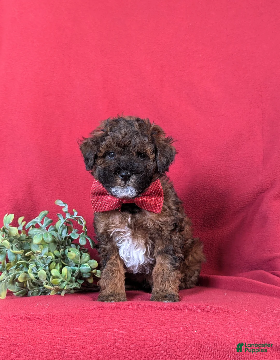 Lhasapoo dogs for sale: Huntingdon Hypoallergenic - Ad 2