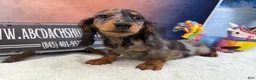 Dachshund dogs for sale: Standard black and tan dapple - Ad 3