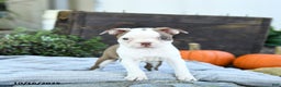 Boston Terrier dogs for sale: Koala - Ad 8