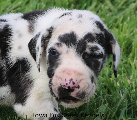 Great Dane dogs Molly - Ad 33