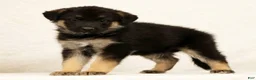 Gerberian Shepsky dogs for sale: Jake - Ad 4