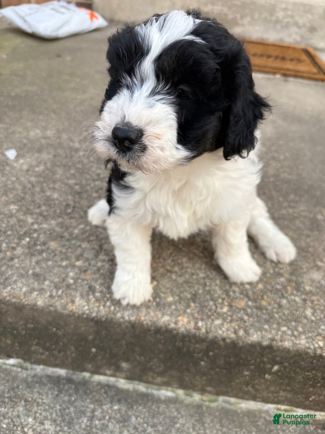 Mini Aussiedoodle dogs for sale: Mini Aussiedoodle Puppy 1 - Ad 4