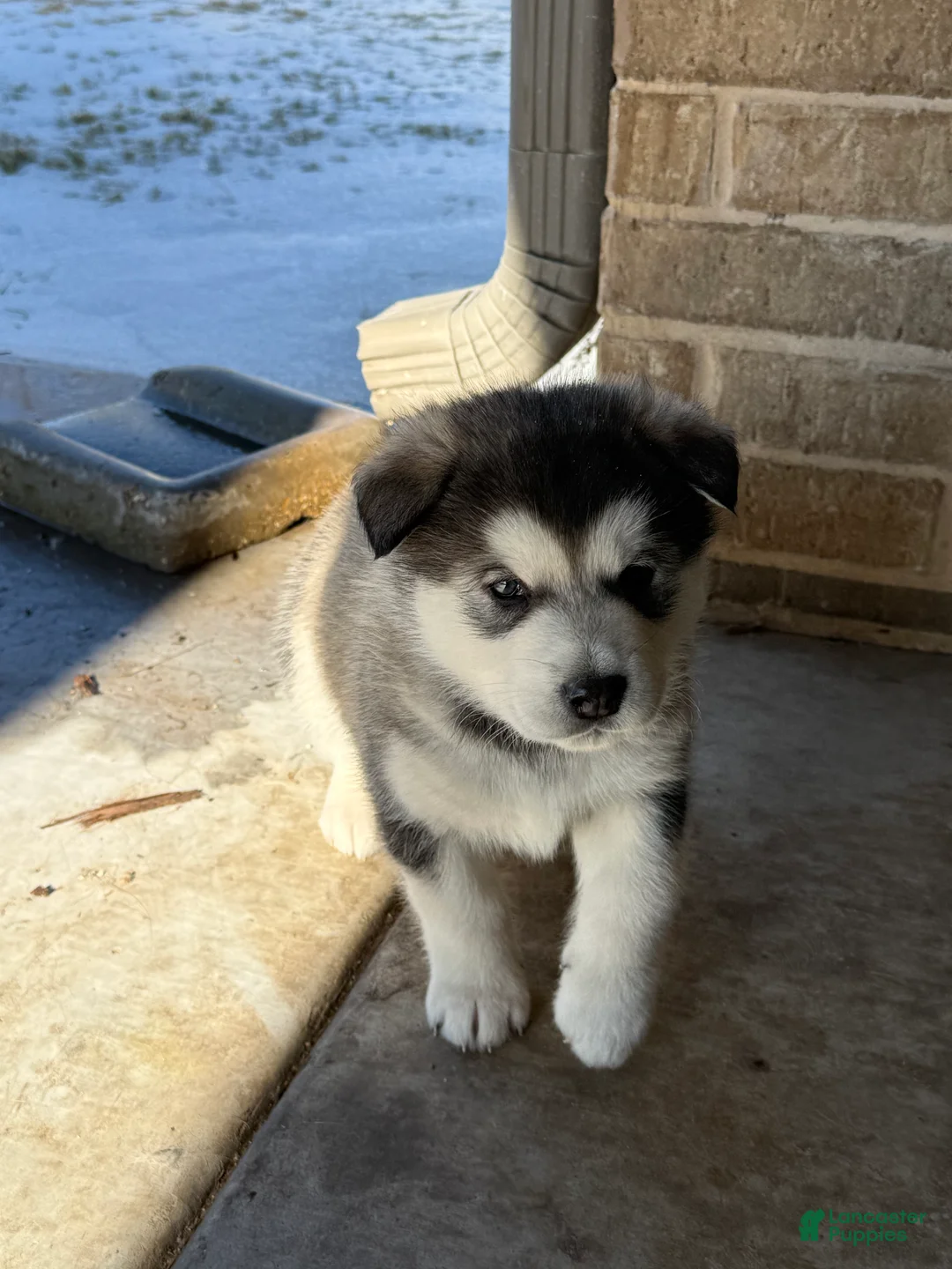 Alaskan Malamute dogs for sale: Alaskan Malamute Puppy 5 - Ad 1