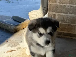 Alaskan Malamute dogs Alaskan Malamute Puppy 5 - Ad 21