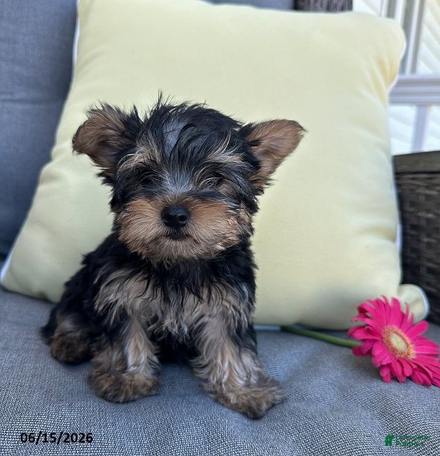 Yorkshire Terrier dogs Brutus - Ad 1