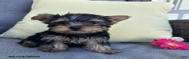Brutus
