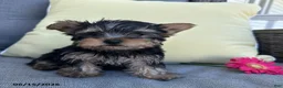 Yorkshire Terrier dogs for sale: Brutus - Ad 1