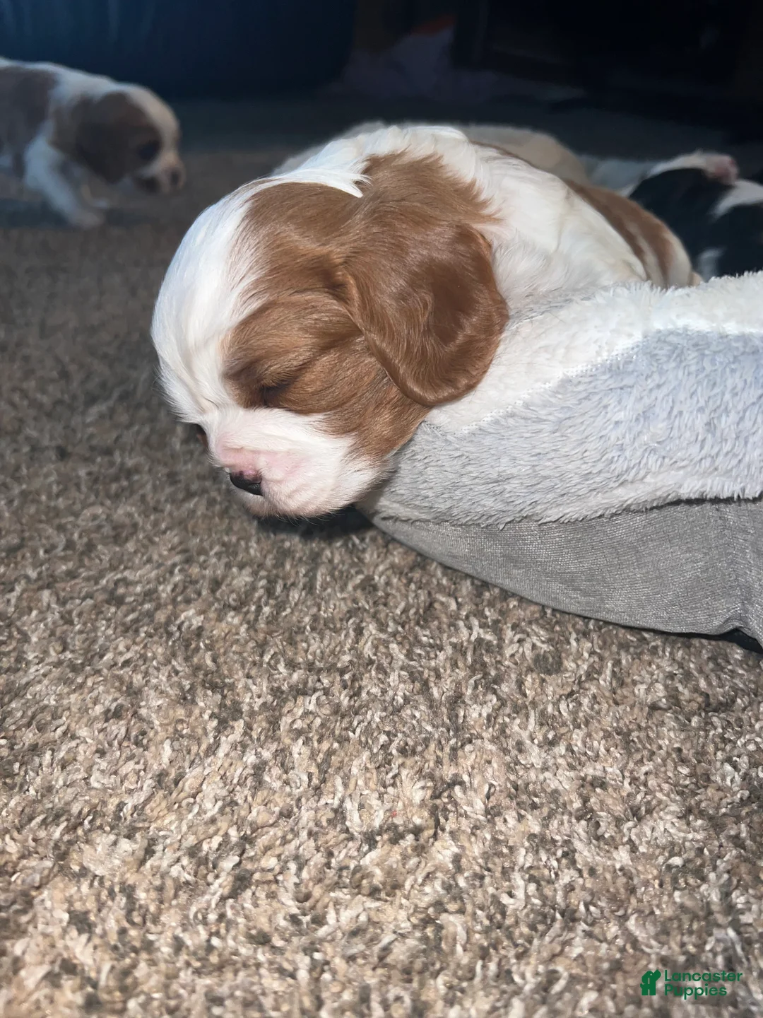 Cavalier King Charles Spaniel dogs for sale: Tyler - Ad 2