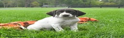 German Shorthaired Pointer dogs for sale: Sundance - Ad 3