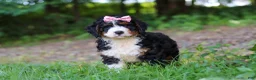 Mini Bernedoodle dogs for sale: Reese - Ad 1