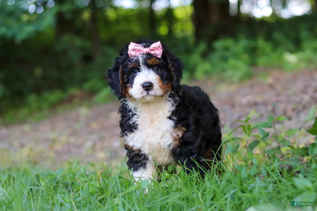 Mini Bernedoodle dogs for sale: Reese - Ad 1