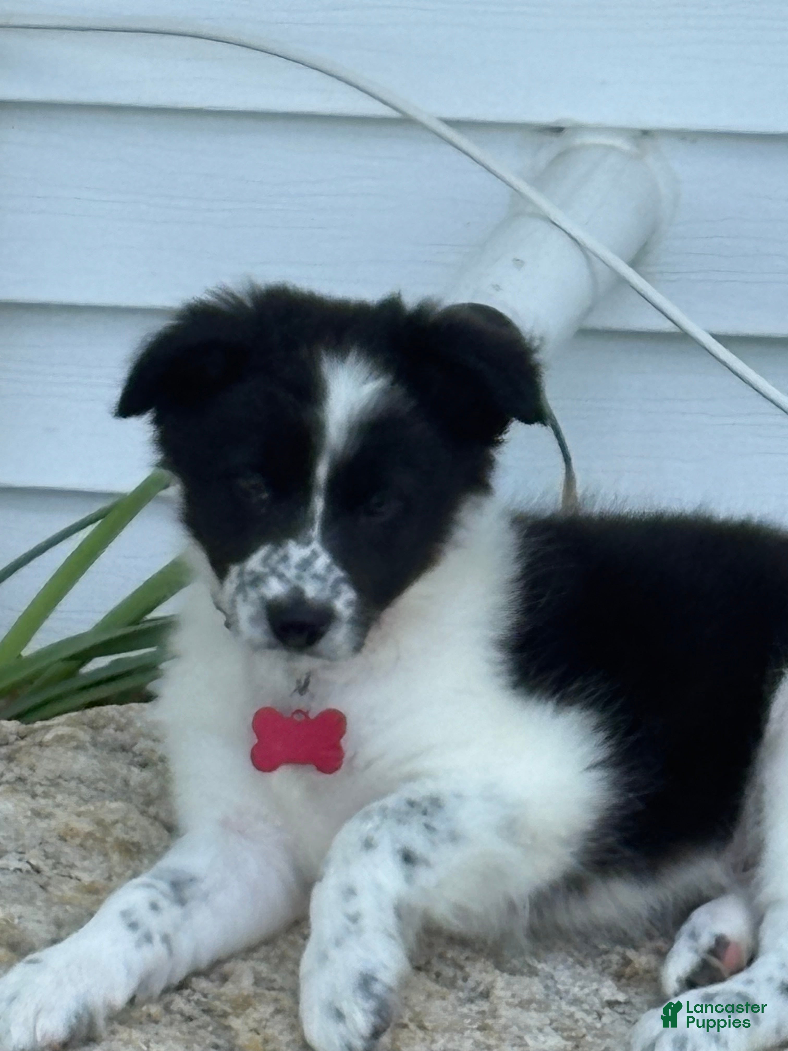 Border Collie dogs Richard - Ad 1
