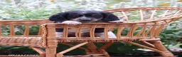 Miniature Dachshund dogs for sale: Snuggles - Ad 3