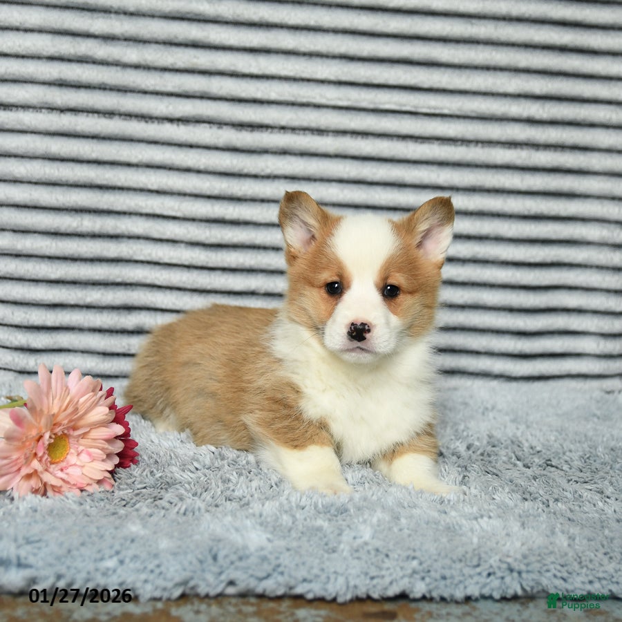 Welsh Corgi Pembroke dogs Cracker - Ad 2