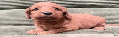 Irish Doodle Puppy 3