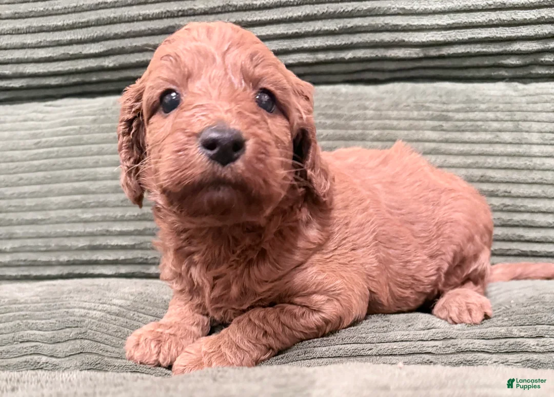 Irish Doodle dogs for sale: Irish Doodle Puppy 3 - Ad 1