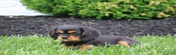 Cavalier King Charles Spaniel dogs for sale: Benny - Ad 3