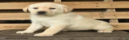 Labrador Retriever dogs for sale: Faye - Ad 3