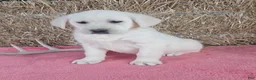 Labrador Retriever dogs for sale: Luna - Ad 4