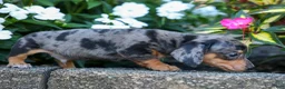 Miniature Dachshund dogs for sale:  Zino 🐕 - Ad 30