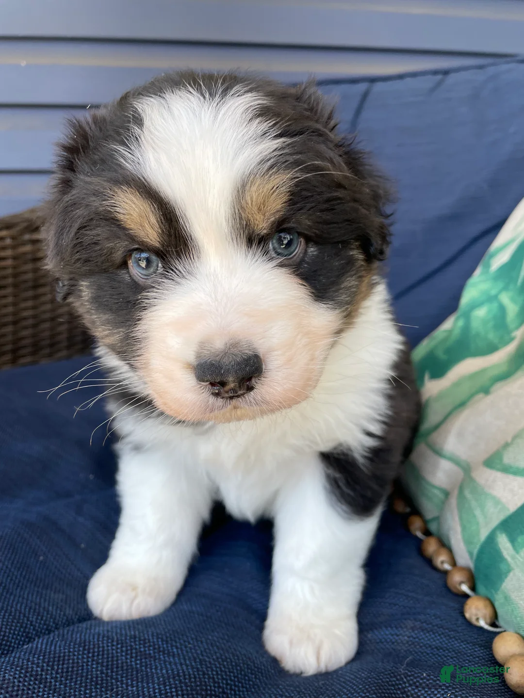 Australian Shepherd dogs for sale: Australian Shepherd-Mel - Ad 2