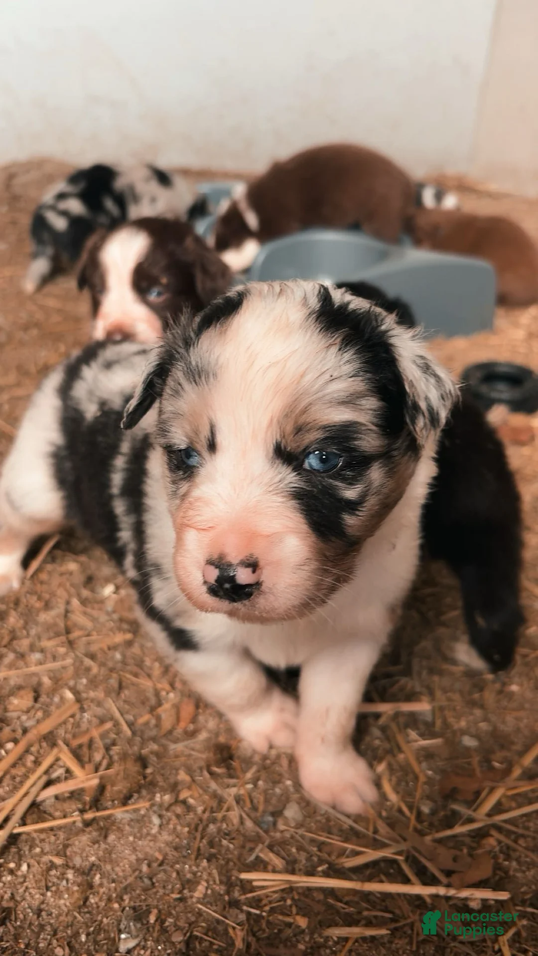 Australian Shepherd dogs for sale: Tiny Tim - Ad 1
