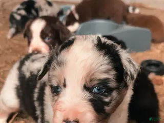 Australian Shepherd dogs Tiny Tim - Ad 41