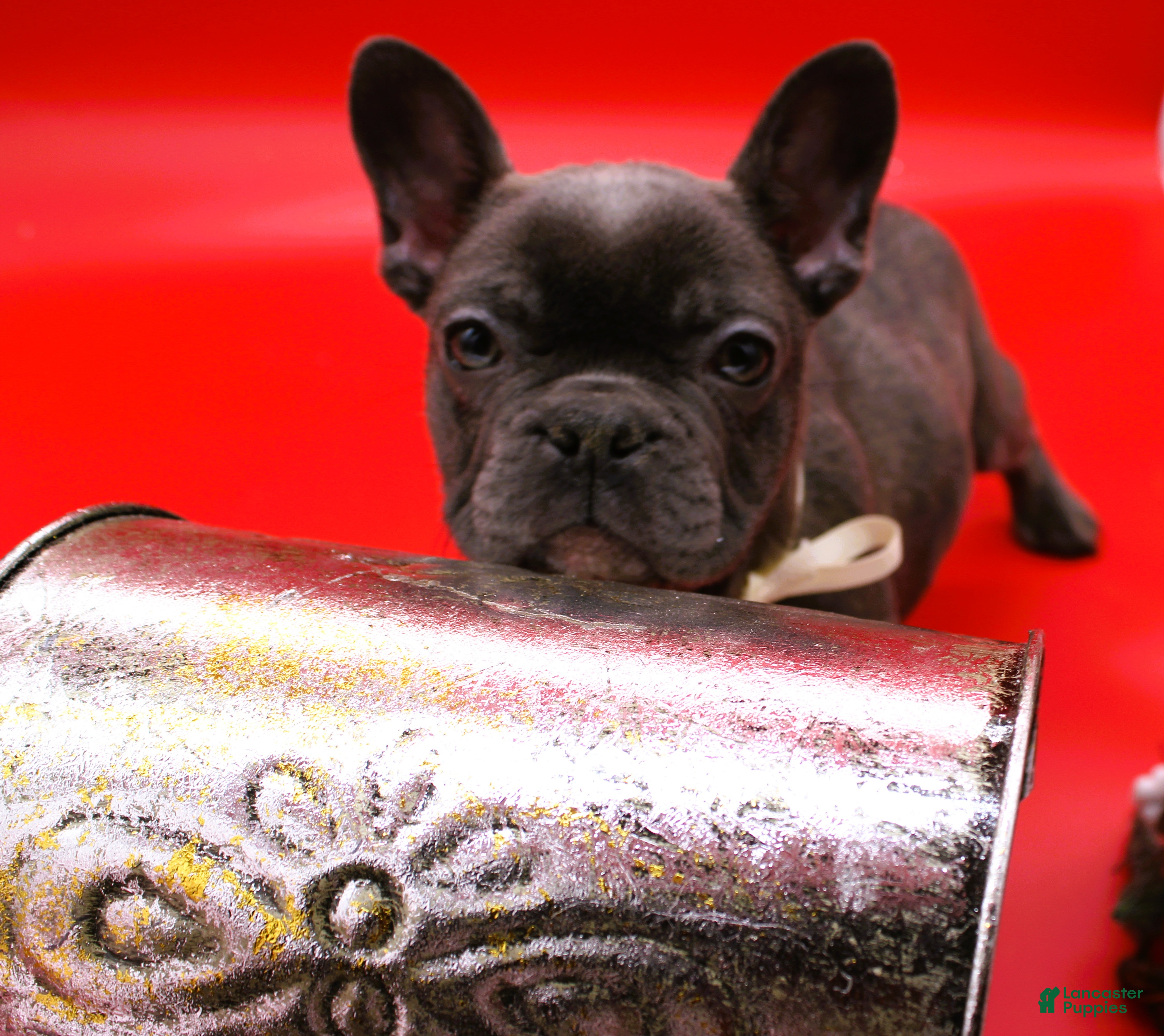 French Bulldog dogs French Bulldog Puppy 7 - Ad 39