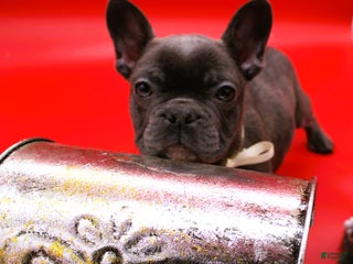 French Bulldog dogs French Bulldog Puppy 7 - Ad 16