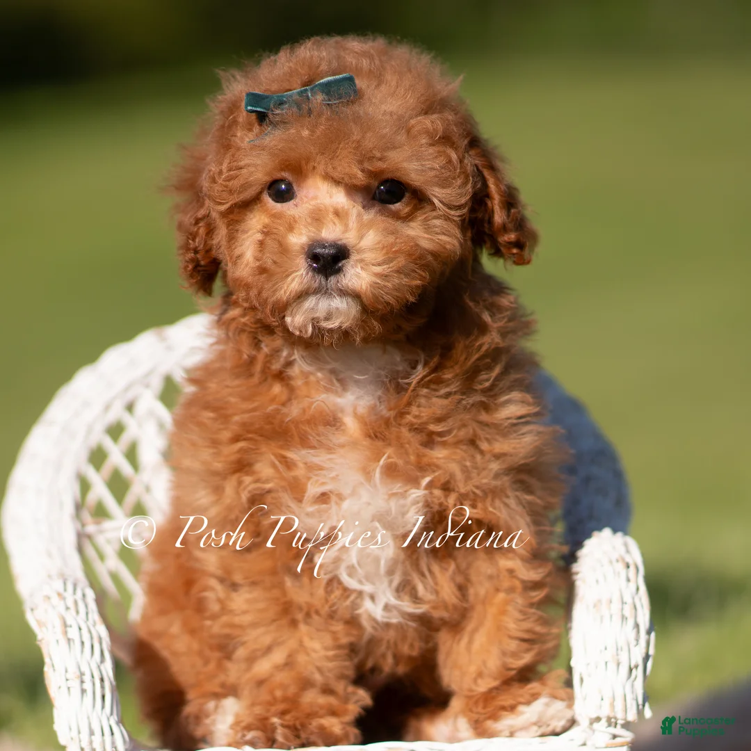 Maltipoo dogs for sale: Pepper FB - Ad 6