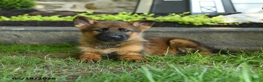 Brenda
