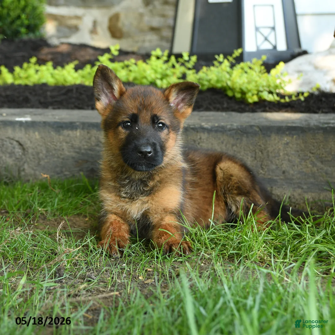 German Shepherd dogs for sale: Brenda - Ad 1