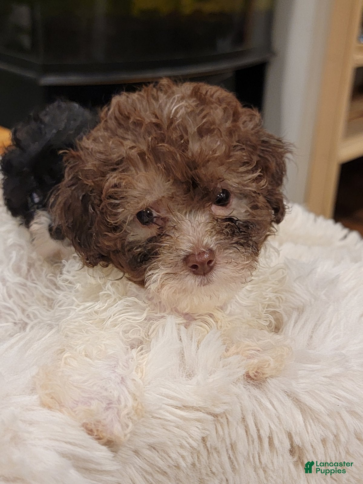 Toy Poodle dogs Toy Poodle 2 - Ad 37